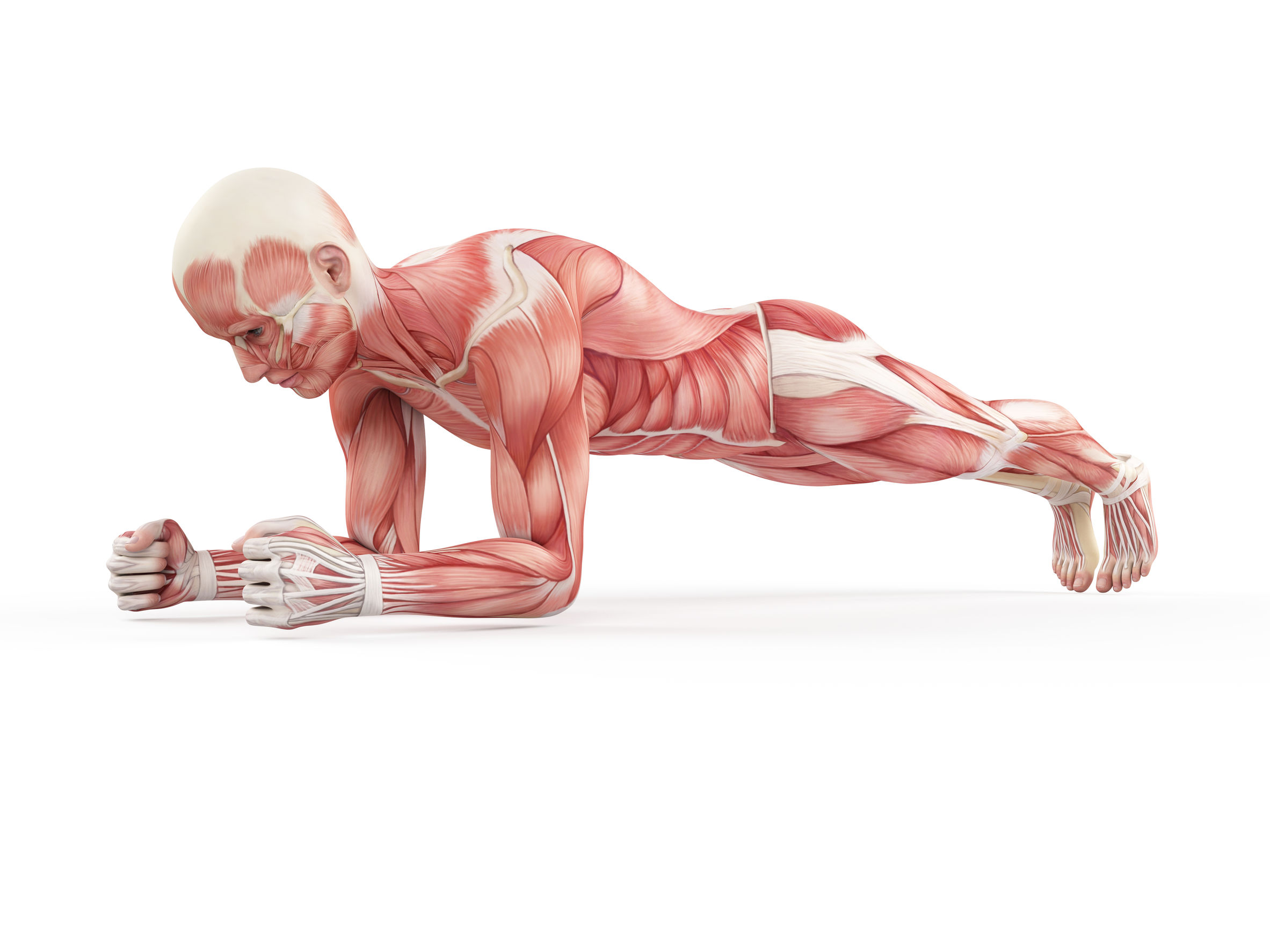 ¿Qué son las cadenas musculares y cómo tratarlas?